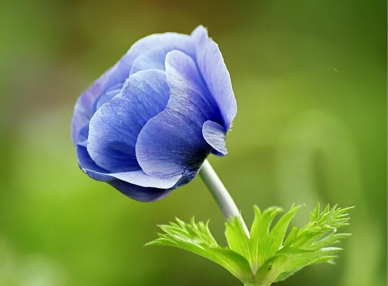 blue flower in bloom