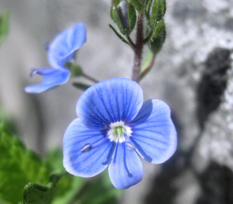 Blue Flower in Bloom — Calm