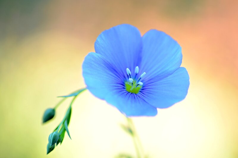 Blue Flower in Bloom — Serene, Sunset