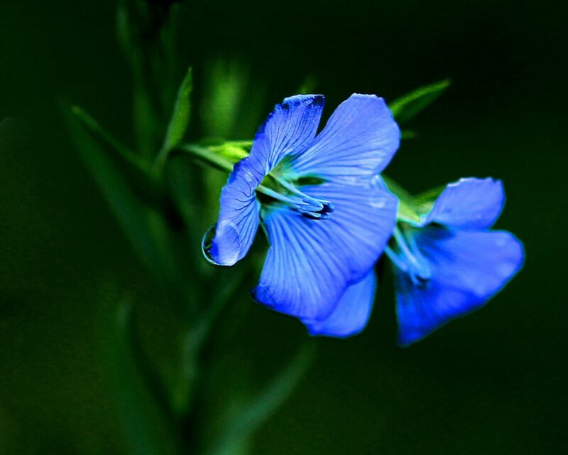 Blue Flower in Bloom — Serene