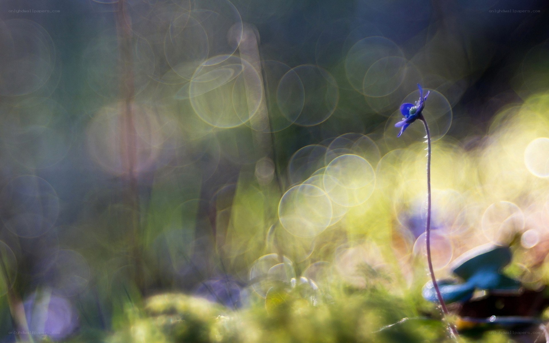 Blue flower in bokeh forest