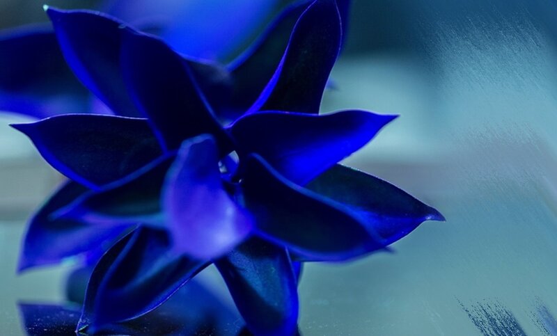 Blue Flower in Close-up — Dramatic