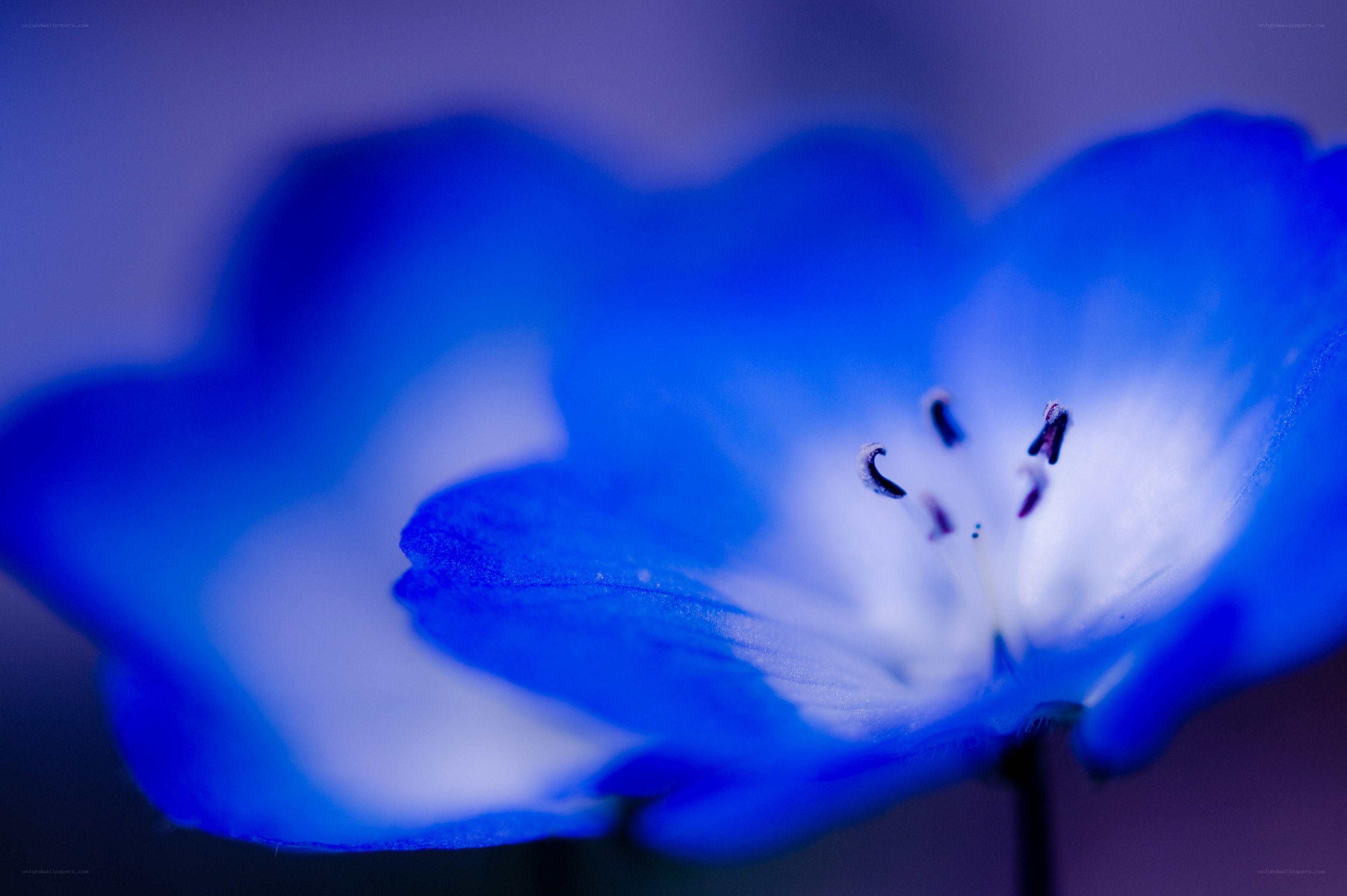 Blue flower in close-up