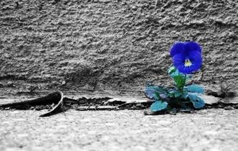 Blue Flower in Crack