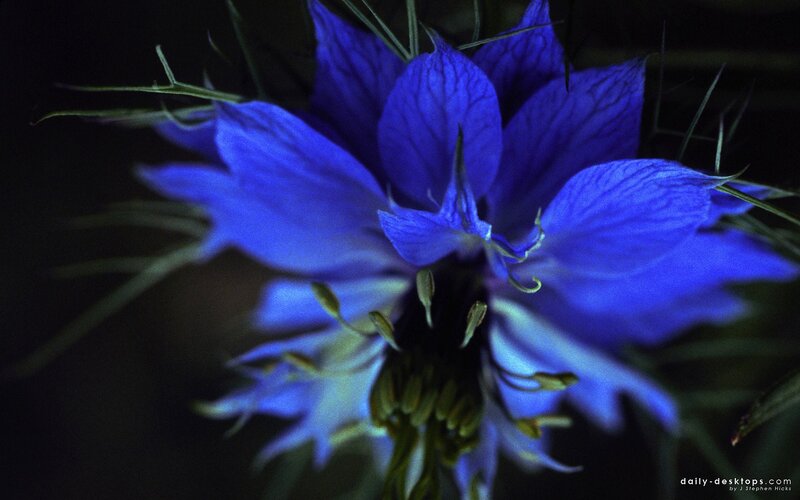Blue Flower in Dark — Dramatic, Night