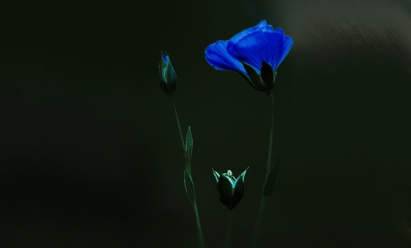 Blue Flower in Dark — Dramatic