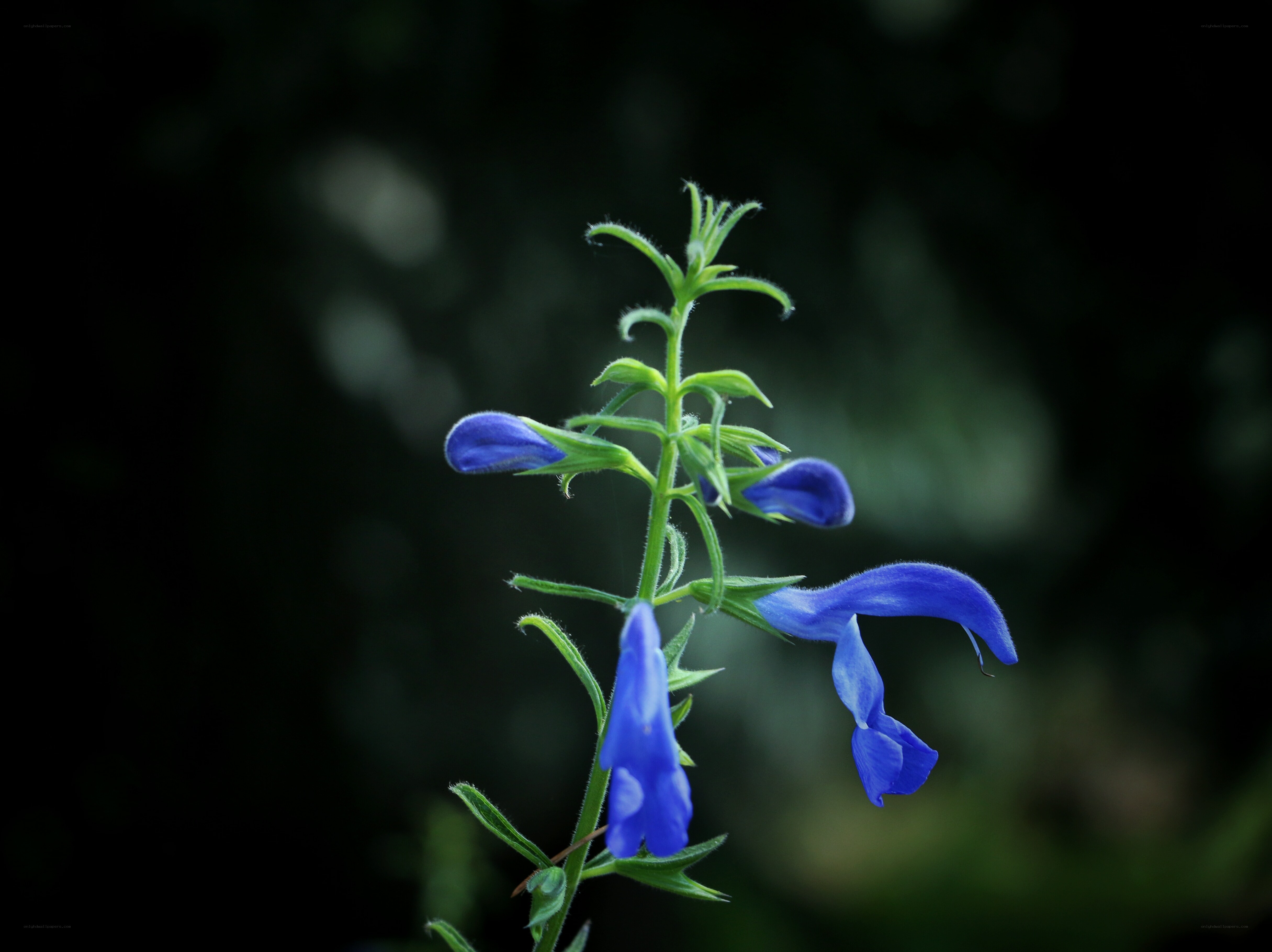 Blue flower in dark garden