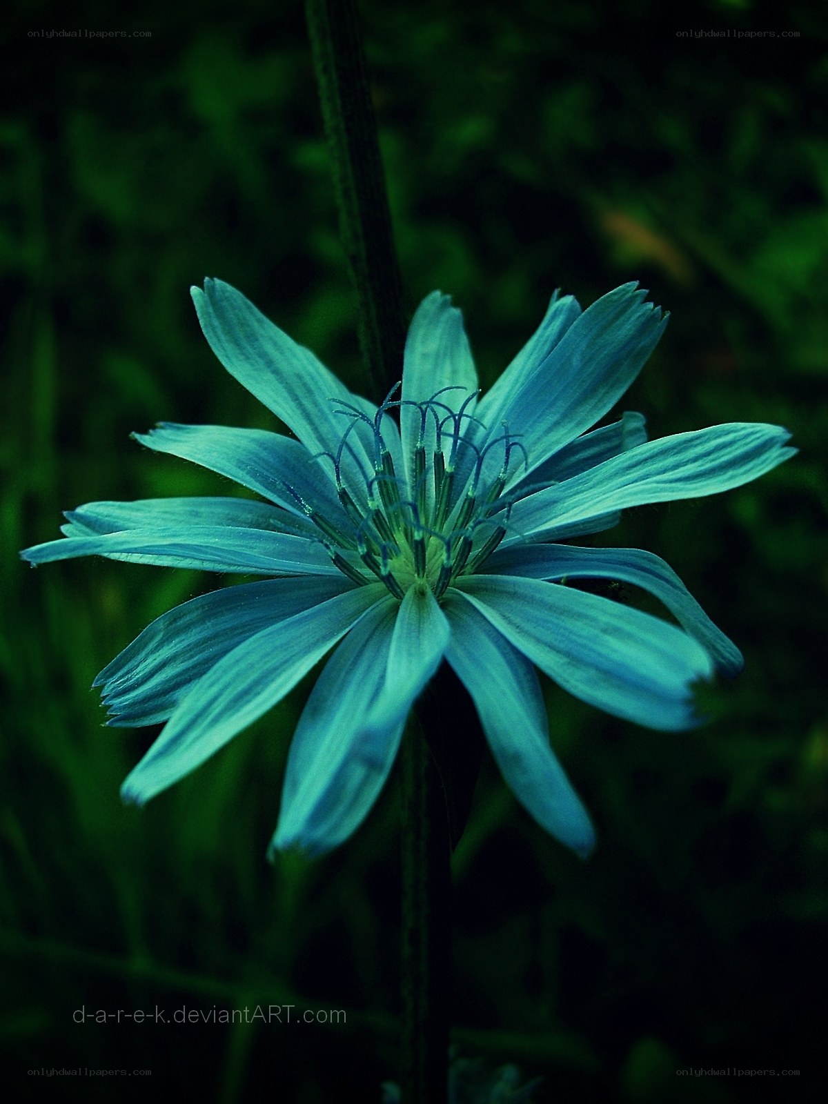blue flower in dark green