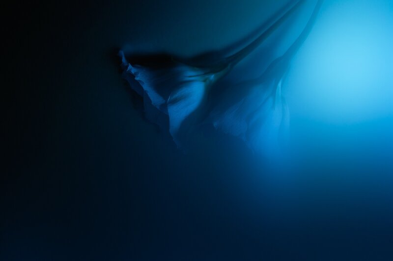 Blue Flower in Dark Light