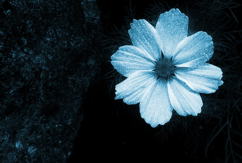 blue flower in dark setting