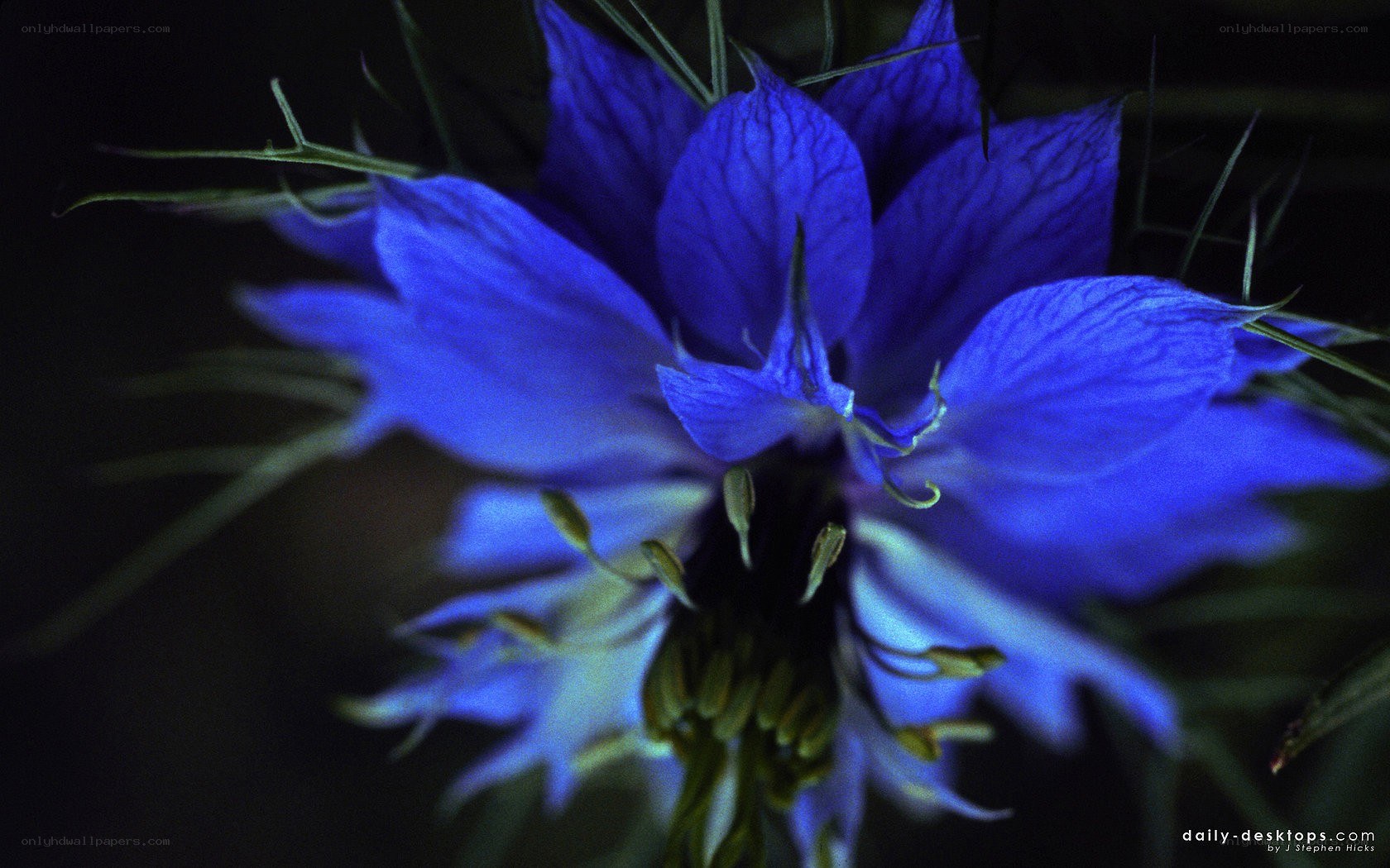 blue flower in dark setting