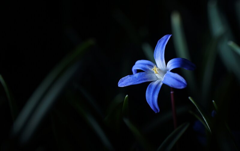Blue Flower in Darkness — Dramatic, Night, Photograph