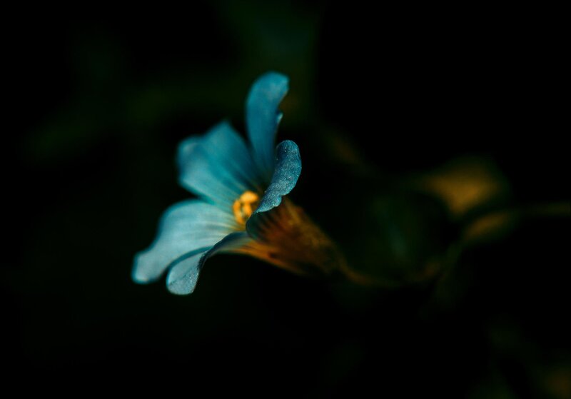 Blue Flower in Darkness — Dramatic, Night
