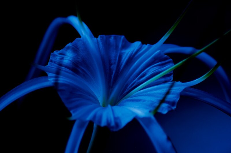 Blue Flower in Darkness — Dramatic