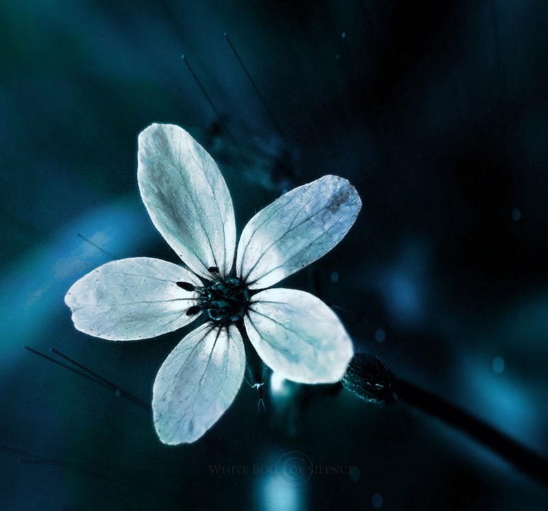blue flower in darkness