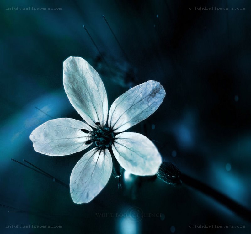 blue flower in darkness