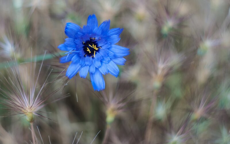 Blue Flower in Field — Calm