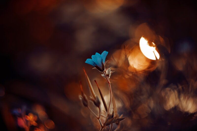 Blue Flower in Field — Dramatic