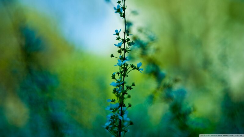 Blue Flower in Field — Serene, Morning