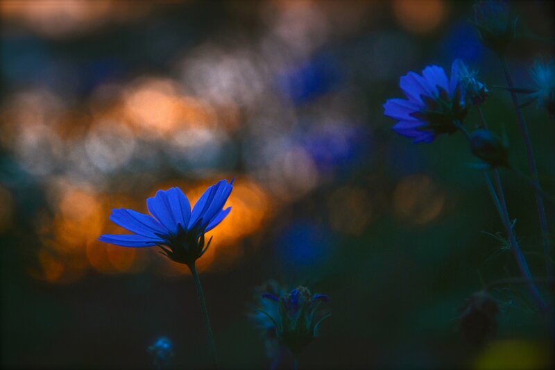 Blue Flower in Field — Serene, Night