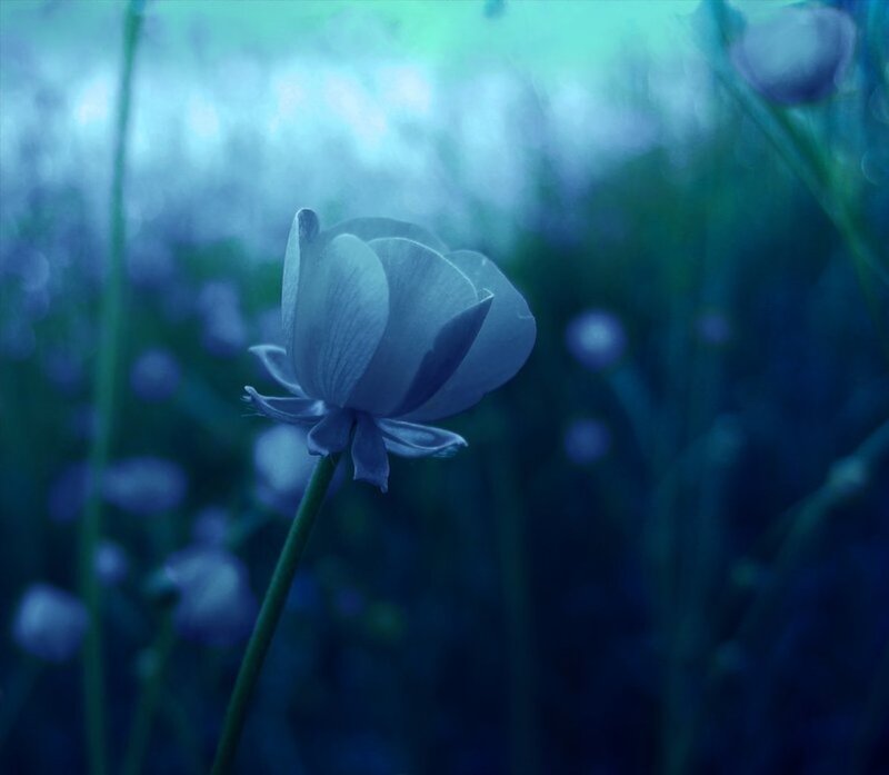 Blue Flower in Field — Serene