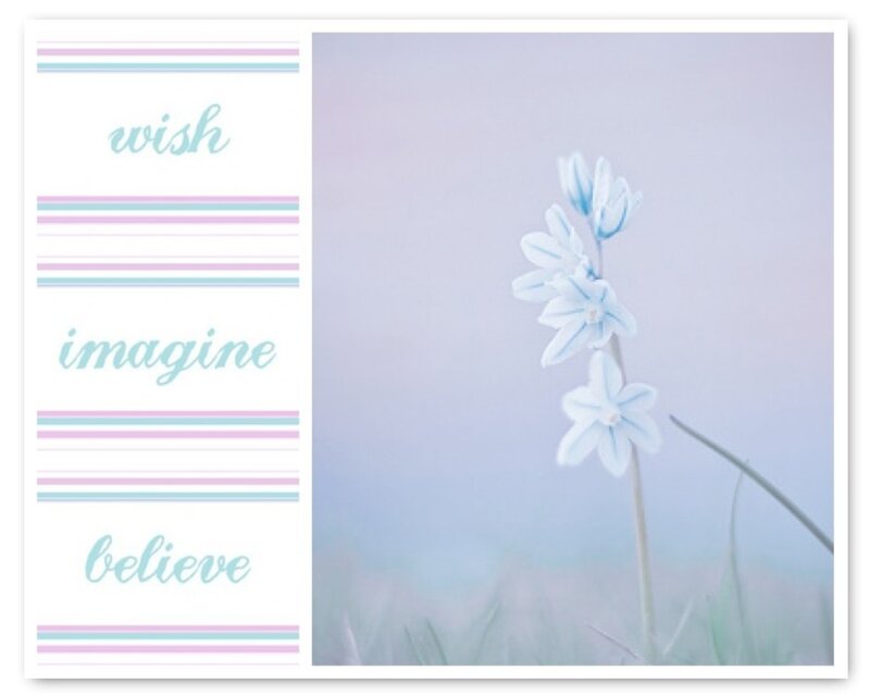 Blue Flower in Field