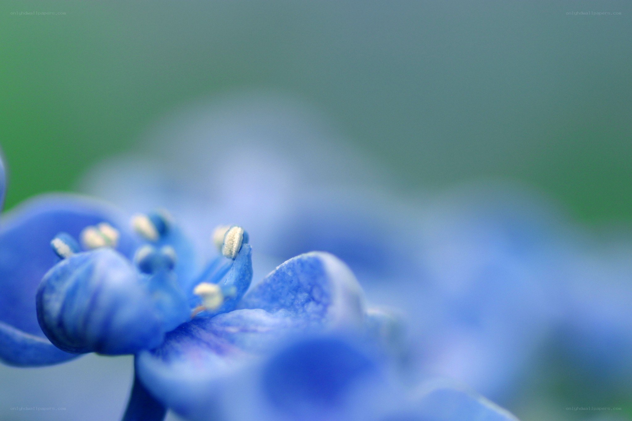blue flower in focus