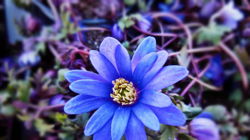 Blue Flower in Focus — Calm