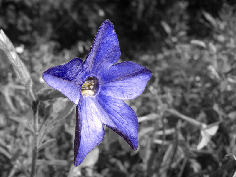 Blue Flower in Focus — Dramatic