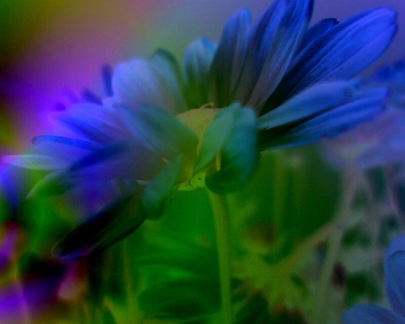 Blue Flower in Focus — Dreamy