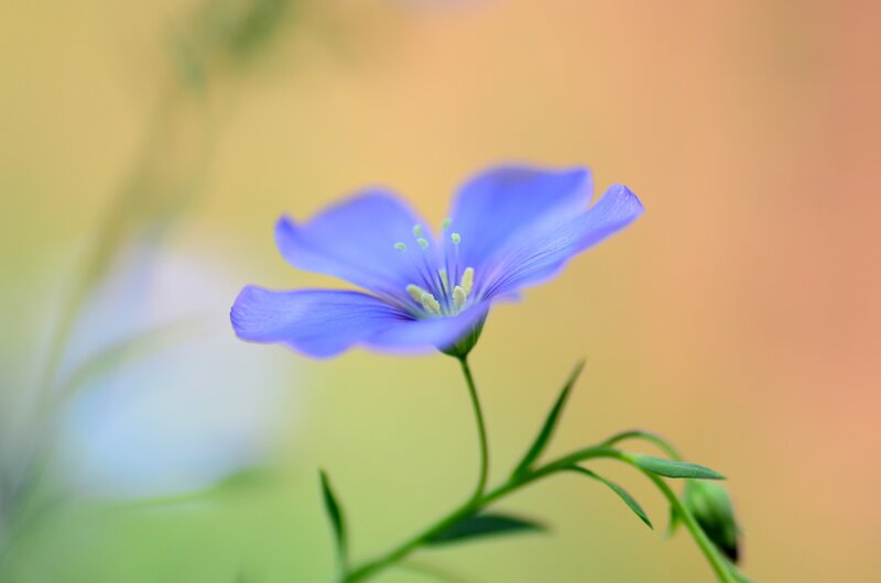 Blue Flower in Focus — Purple