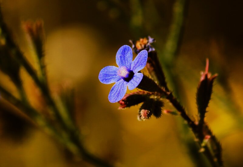 Blue Flower in Focus — Serene, Afternoon
