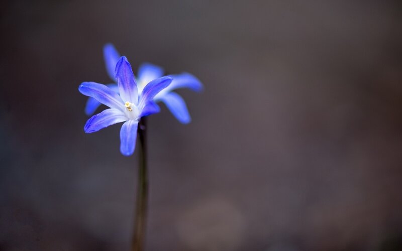 Blue Flower in Focus — Serene, Photograph, Stem
