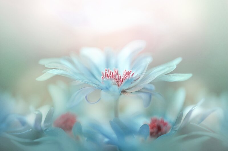Blue Flower in Focus — Serene, Photograph