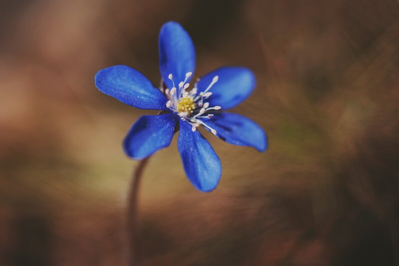 Blue Flower in Focus — Serene, Spring, Photograph