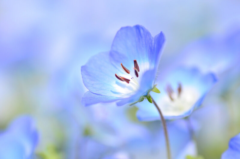 Blue Flower in Focus — Serene, Spring