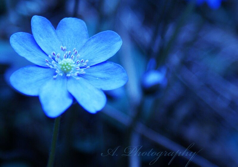 Blue Flower in Focus — Serene