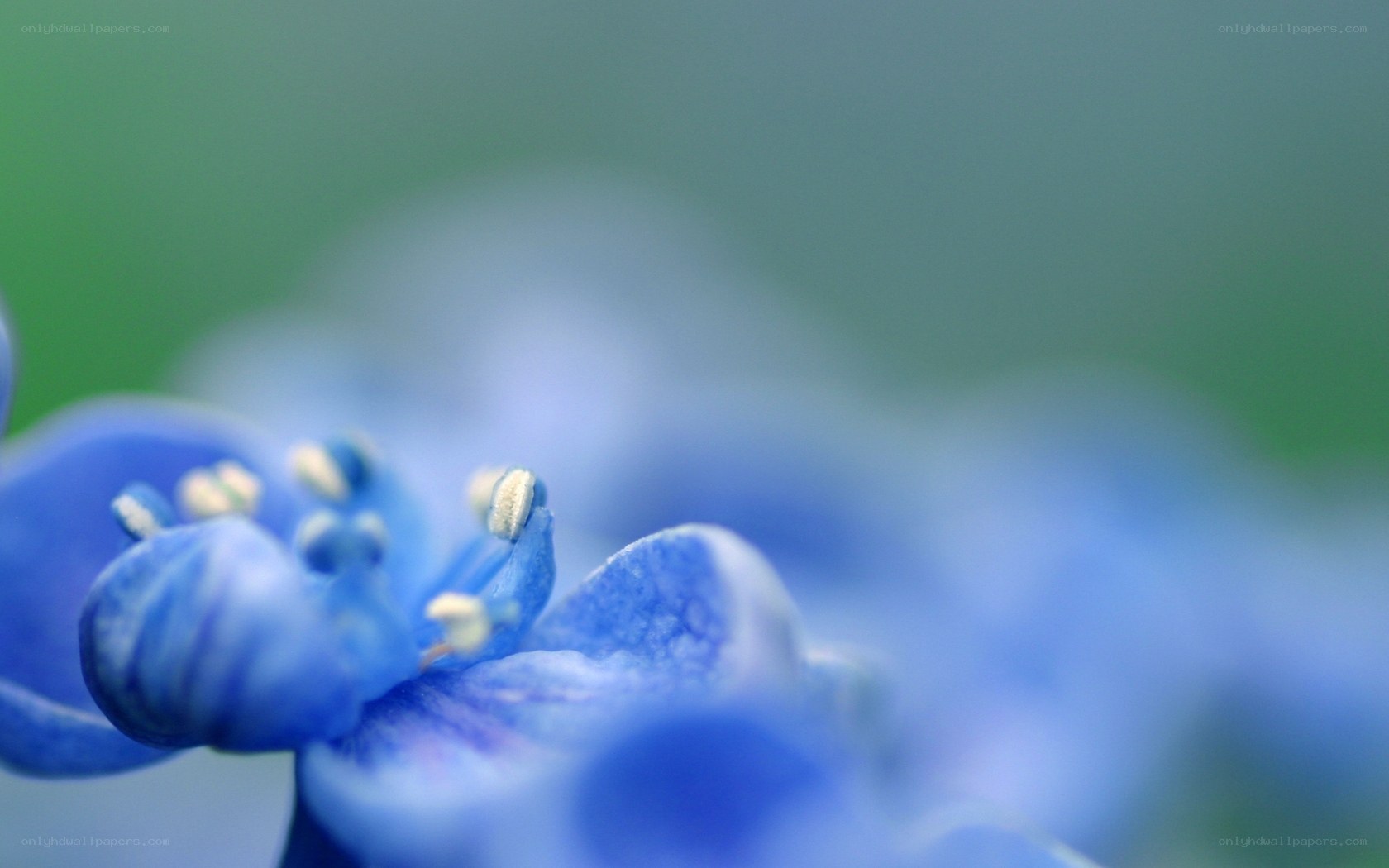 blue flower in focus