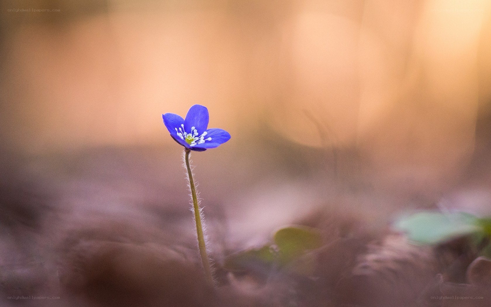 Blue flower in forest light