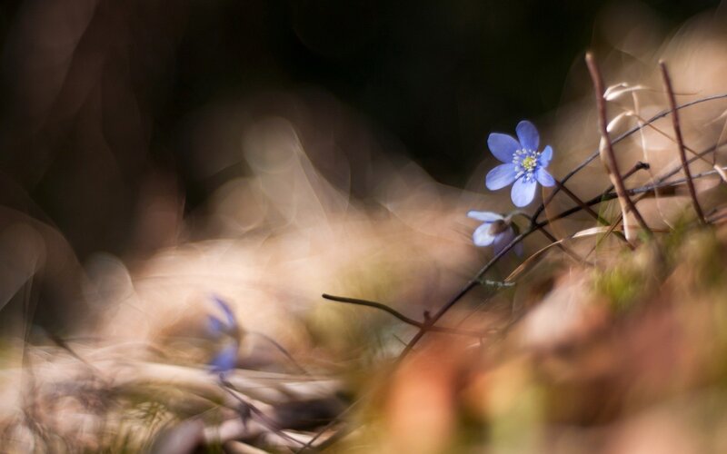 Blue flower in forest light