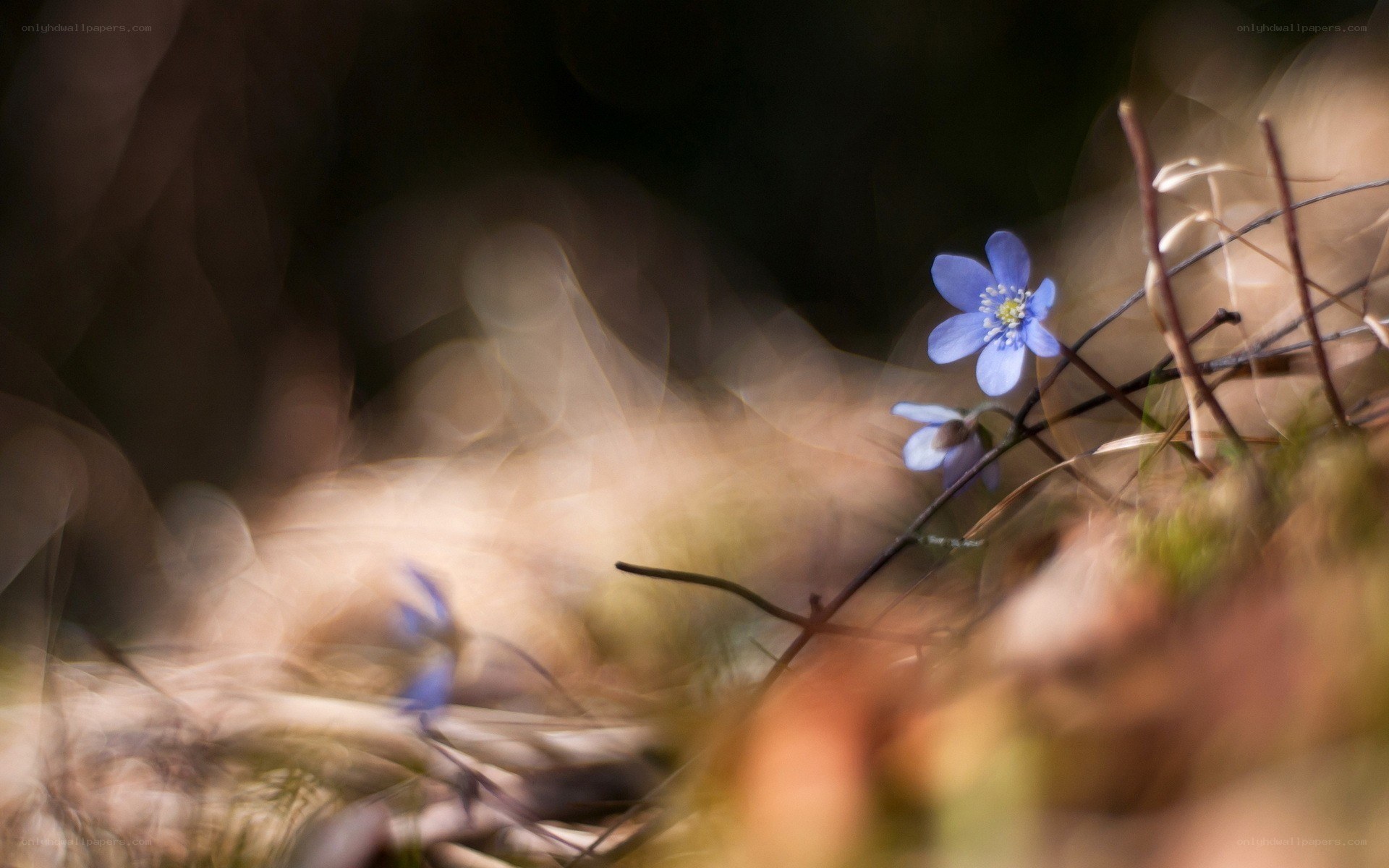 Blue flower in forest light