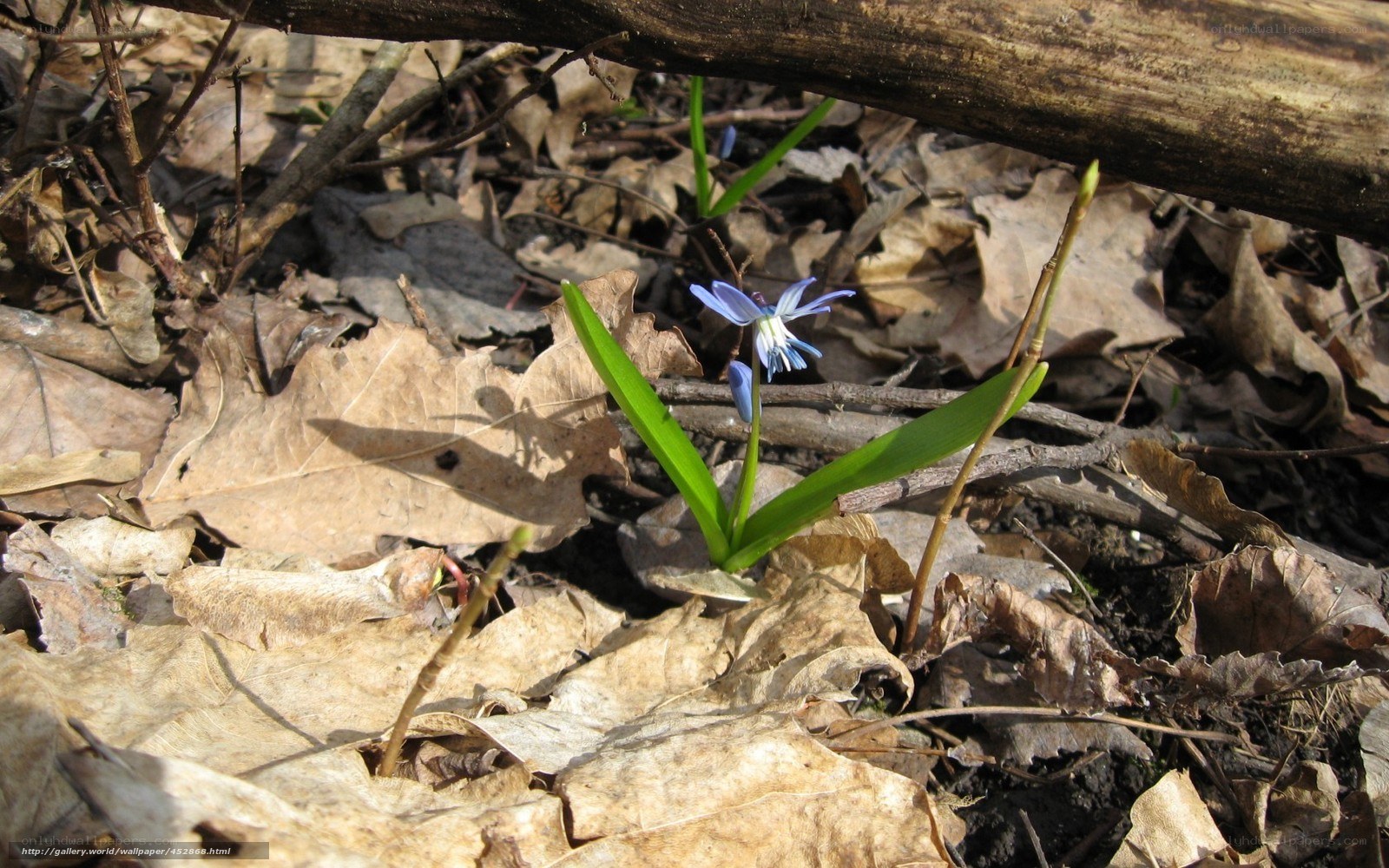 blue flower in forest litter