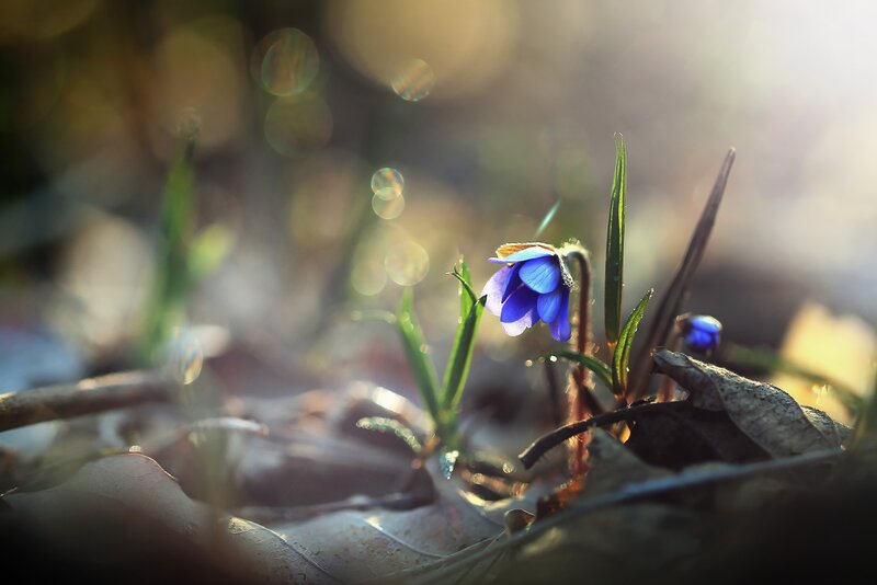 Blue Flower in Forest — Serene, Spring, Photograph, Leaves