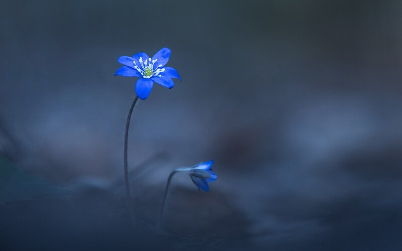 Blue Flower in Forest — Serene, Spring, Photograph, Stem, Bud