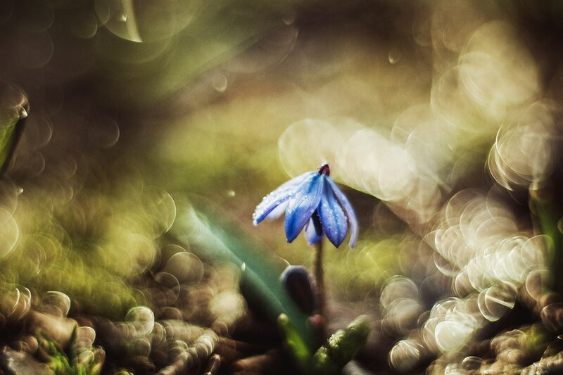 Blue Flower in Forest — Serene, Spring, Photograph