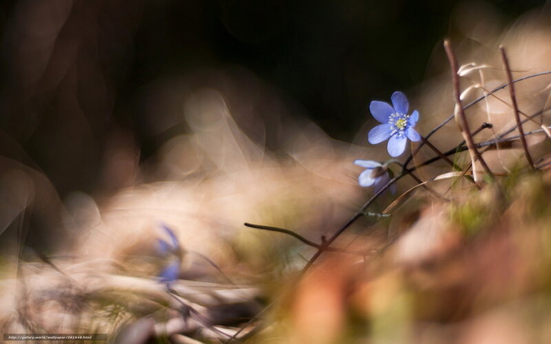 Blue Flower in Forest — Serene, Spring, Photograph, Twigs