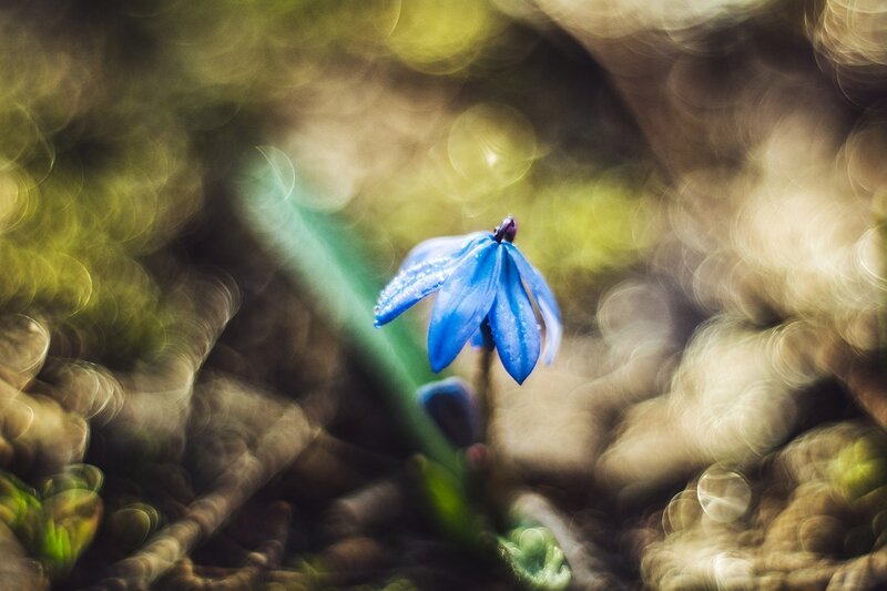 Blue Flower in Forest — Serene, Spring