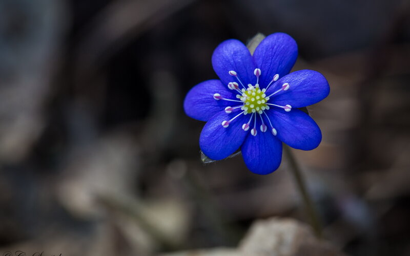 Blue Flower in Forest — Serene