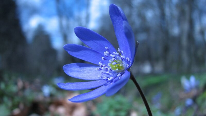 Blue Flower in Forest