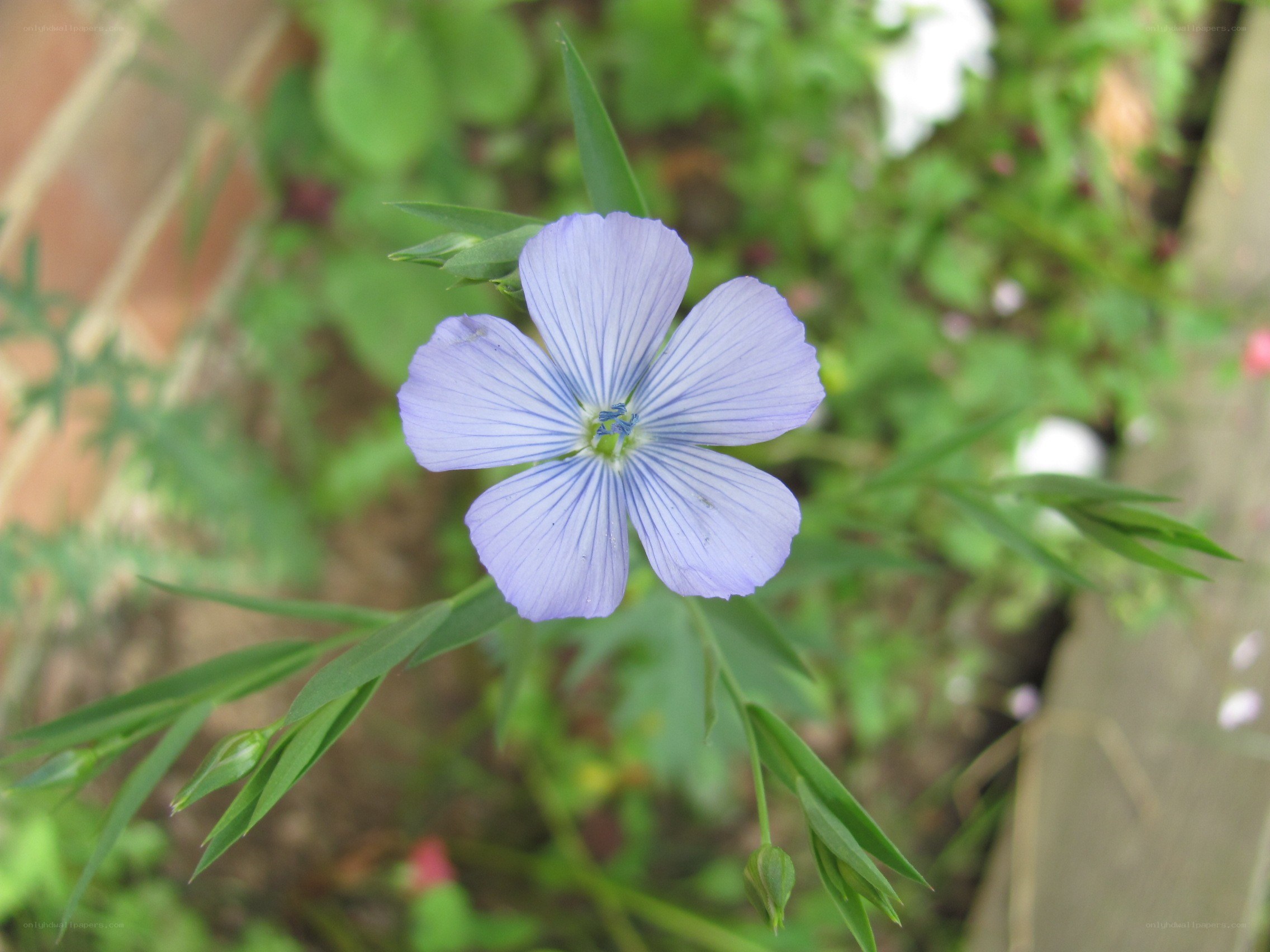 blue flower in garden